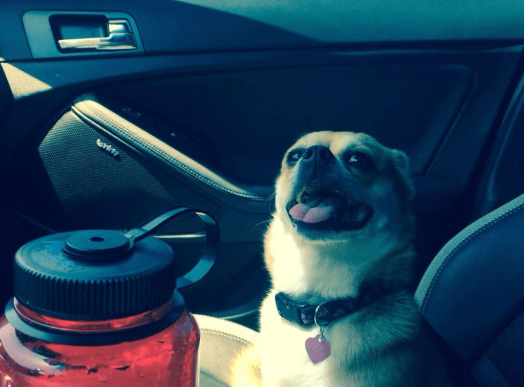 A dog sitting in a car, looking happy with its tongue out, next to a red water bottle.